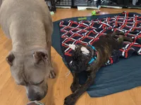 Mystique, a female Cane Corso for sale in Houston, TX – 4 of 10