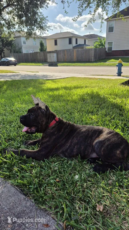 Juggernaut – Cane Corso puppy for sale in Houston, TX