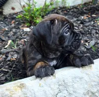Jubilee, a female Cane Corso for sale in Houston, TX – 3 of 3