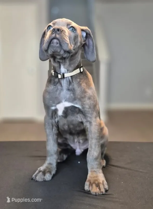 Professor X – Cane Corso puppy for sale in Houston, TX