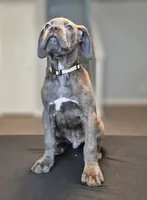 Professor X, a male Cane Corso for sale in Houston, TX – 1 of 6