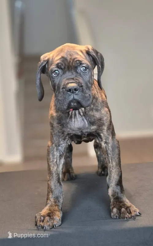 Juggernaut – Cane Corso puppy for sale in Houston, TX