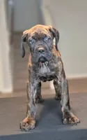 Juggernaut, a male Cane Corso for sale in Houston, TX – 1 of 6