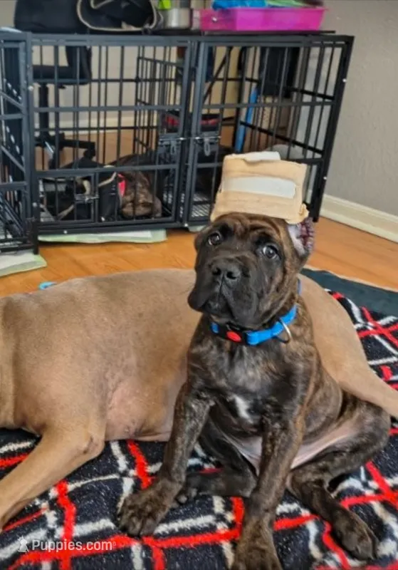 Beast – Cane Corso puppy for sale in Houston, TX