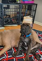 Beast, a male Cane Corso for sale in Houston, TX – 5 of 10