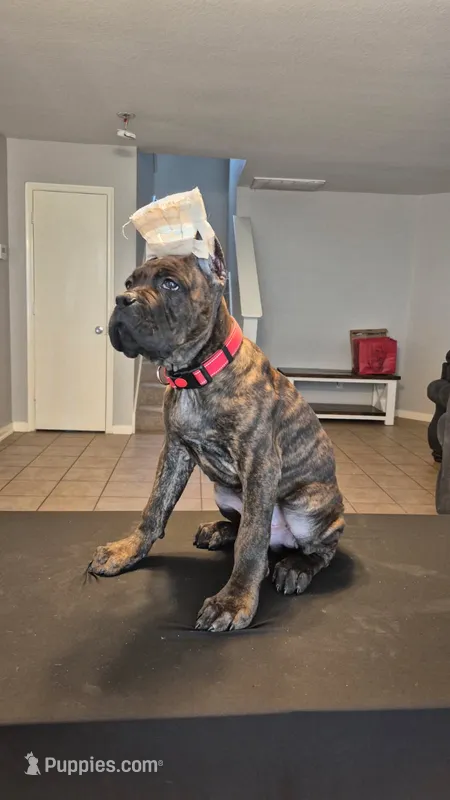 Juggernaut – Cane Corso puppy for sale in Houston, TX