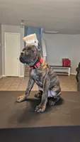 Juggernaut, a male Cane Corso for sale in Houston, TX – 4 of 8