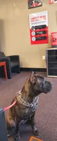 Dawn, a female Cane Corso for sale in Houston, TX – 3 of 10