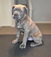 Professor X, a male Cane Corso for sale in Houston, TX – 4 of 6