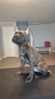 Beast, a male Cane Corso for sale in Houston, TX – 7 of 10