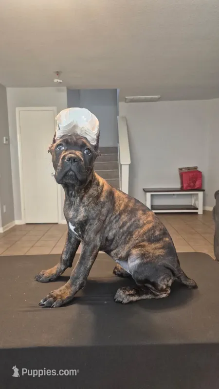 Mystique – Cane Corso puppy for sale in Houston, TX