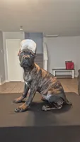 Mystique, a female Cane Corso for sale in Houston, TX – 3 of 10