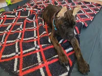 Mystique, a female Cane Corso for sale in Houston, TX – 5 of 10