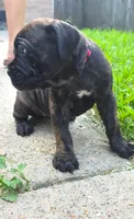 Rogue, a female Cane Corso for sale in Houston, TX – 3 of 3