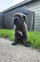 Gambit, a male Cane Corso for sale in Houston, TX – 2 of 2