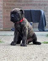 Juggernaut, a male Cane Corso for sale in Houston, TX – 1 of 3