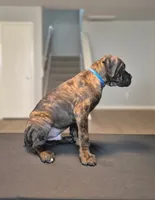 Beast, a male Cane Corso for sale in Houston, TX – 3 of 5