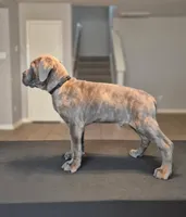 Nightcrawler, a male Cane Corso for sale in Houston, TX – 3 of 5