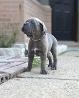 Professor X, a male Cane Corso for sale in Houston, TX – 3 of 3