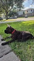 Juggernaut, a male Cane Corso for sale in Houston, TX – 3 of 8