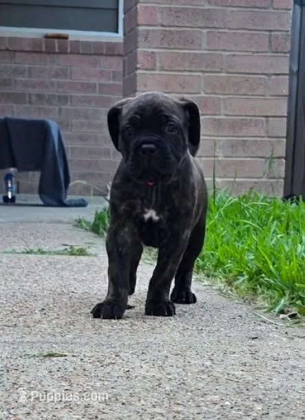 Rogue – Cane Corso puppy for sale in Houston, TX