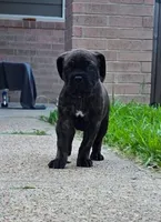 Rogue, a female Cane Corso for sale in Houston, TX – 1 of 3