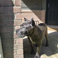 Logan, a male Cane Corso for sale in Houston, TX – 3 of 10