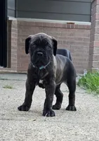 Mystique, a female Cane Corso for sale in Houston, TX – 3 of 5