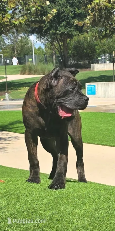 Juggernaut – Cane Corso puppy for sale in Houston, TX