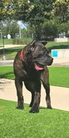 Juggernaut, a male Cane Corso for sale in Houston, TX – 1 of 8