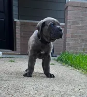 Nightcrawler, a male Cane Corso for sale in Houston, TX – 2 of 2