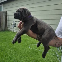 Storm, a female Cane Corso for sale in Houston, TX – 3 of 4