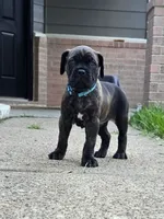 Mystique, a female Cane Corso for sale in Houston, TX – 2 of 5