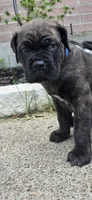 Beast, a male Cane Corso for sale in Houston, TX – 2 of 2