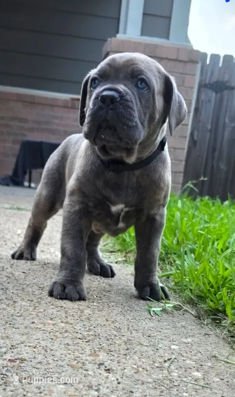 Nightcrawler – Cane Corso puppy for sale in Houston, TX