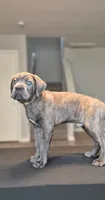 Logan, a male Cane Corso for sale in Houston, TX – 3 of 5
