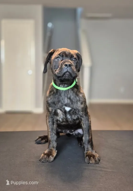 Jubilee – Cane Corso puppy for sale in Houston, TX