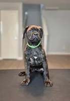Jubilee, a female Cane Corso for sale in Houston, TX – 2 of 6