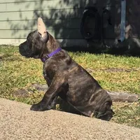 Dawn, a female Cane Corso for sale in Houston, TX – 7 of 7