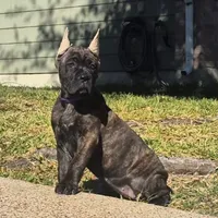 Dawn, a female Cane Corso for sale in Houston, TX – 4 of 7
