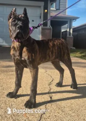 Dawn – Cane Corso puppy for sale in Houston, TX