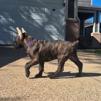 Dawn, a female Cane Corso for sale in Houston, TX – 5 of 7