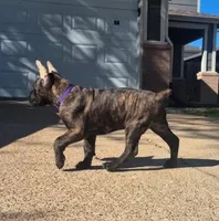 processed/553ede2c-7c6f-4d0d-a67b-04b8fb144dec/listing/f0c7f4d2-f11b-4ab1-9ef8-9fb2bdc458e5/969498ff-14a8-4f42-8c71-ebbc94822fb4