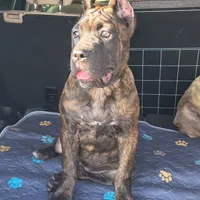 Dawn, a female Cane Corso for sale in Houston, TX – 2 of 7