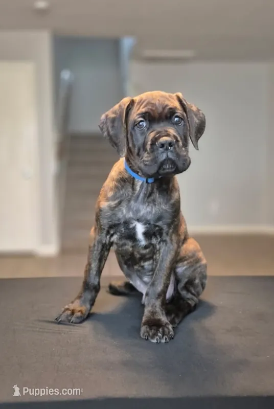 Beast – Cane Corso puppy for sale in Houston, TX