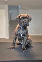 Beast, a male Cane Corso for sale in Houston, TX – 1 of 5