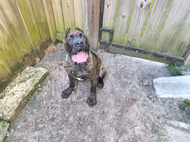 Beast – Cane Corso puppy for sale in Houston, TX