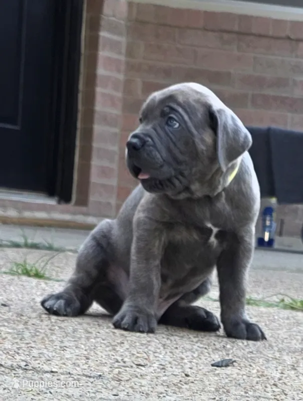 Logan – Cane Corso puppy for sale in Houston, TX