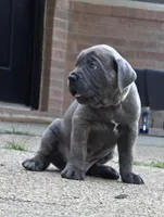 Logan, a male Cane Corso for sale in Houston, TX – 1 of 2