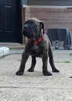 Juggernaut, a male Cane Corso for sale in Houston, TX – 2 of 3